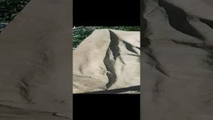 Табак Сибири. Махорка. Уборка и закладка на томление.