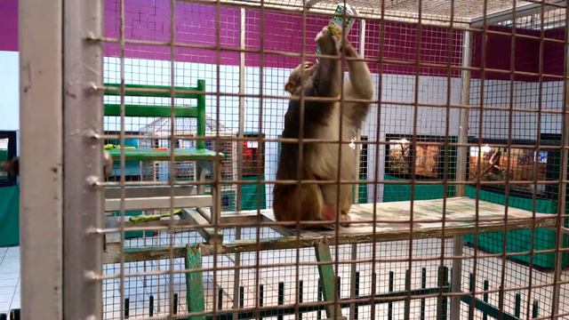 Осенняя выставка экзотических животных (2017) смотреть онлайн