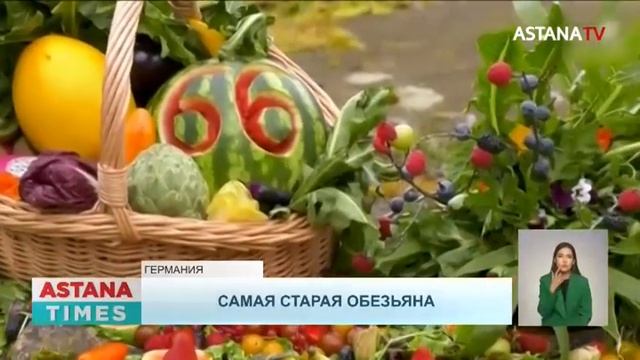 Самая старая горилла отметила 66 день рождения смотреть онлайн