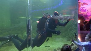 океанариум краснодар. водолаз кормит акулу дайвер  представление с рыбами