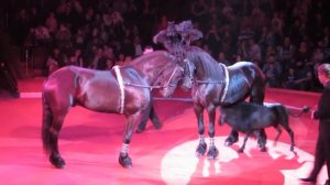 Куда пойти с ребенком? Цирк. Афиша. Звезды и Звездочки.