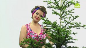 Устанавливаем живую ёлку