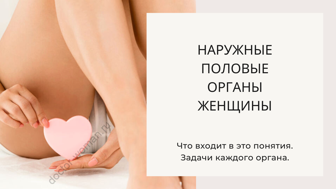 Фото Полов Орган Женщины
