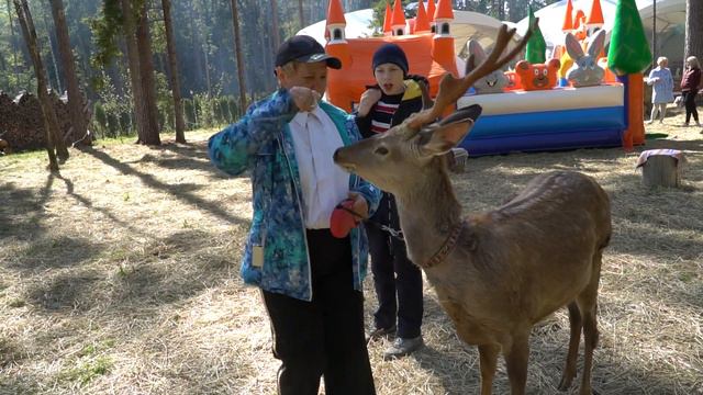 Пятнистый олень смотреть онлайн