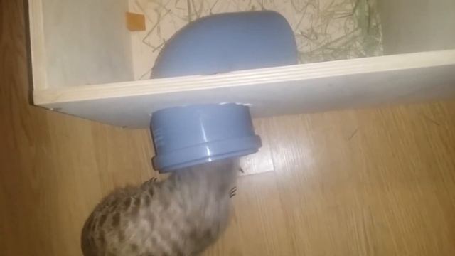 Домашние сурикаты. Дом-нора для сурикат. смотреть онлайн