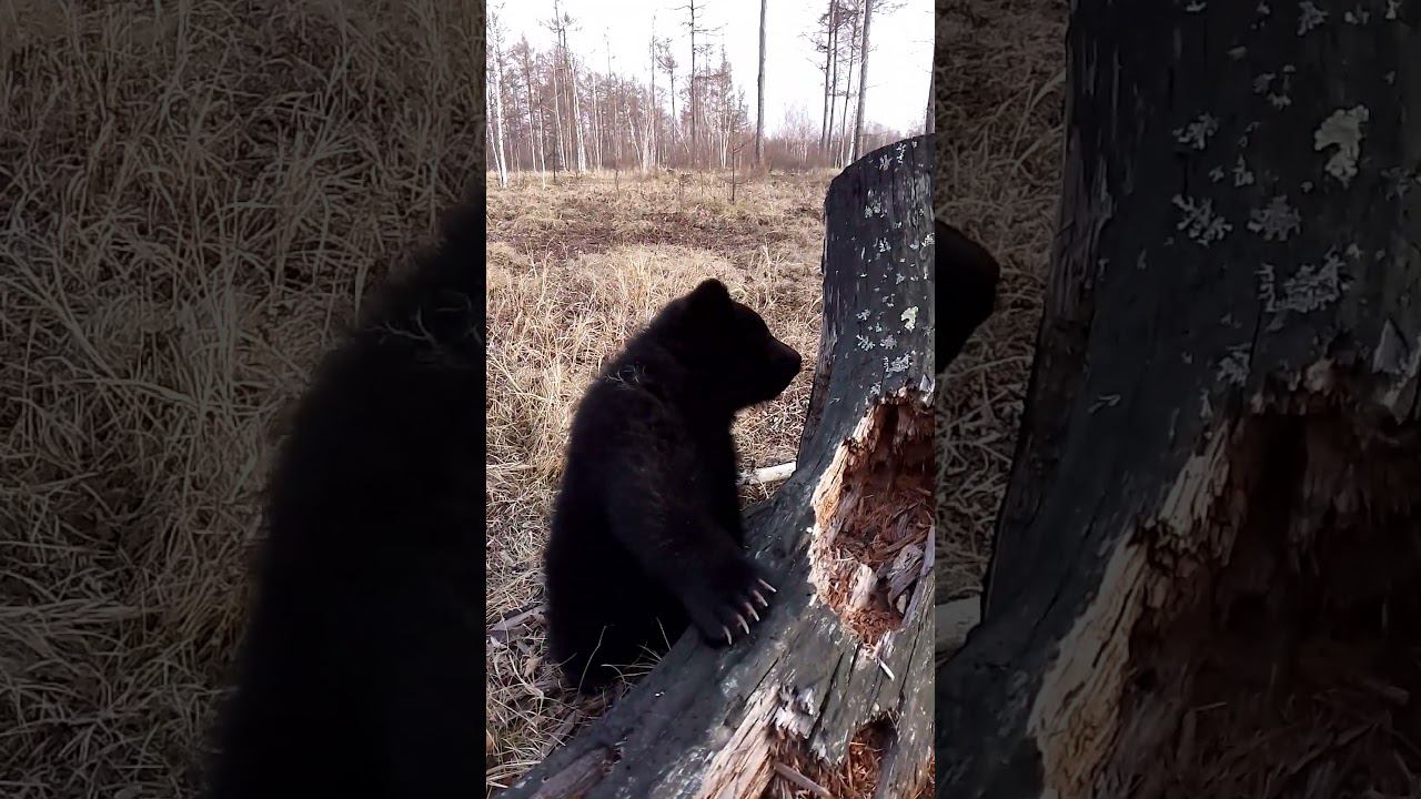 Медвежонок учится.