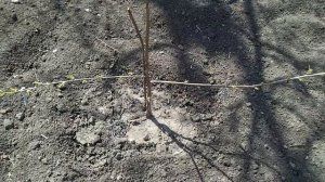 Формирование черешни чтобы ягоды были крупнее, а урожай собрать было легче.