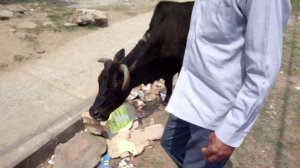 Корова ест картон в Непале