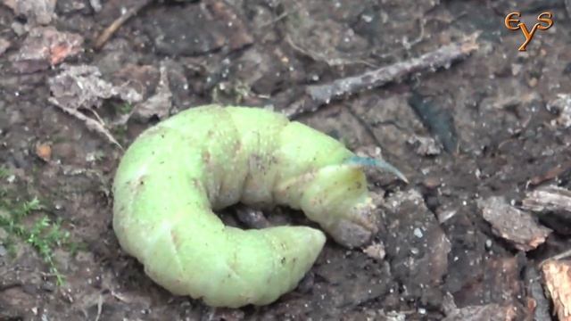 Зарянка пытается склевать гусеницу бражника смотреть онлайн