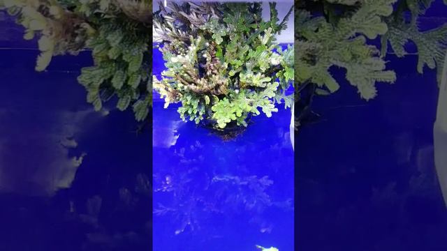 Sanjeevani booti plant ayurvedic indoor plants  selaginella bryopterisshrots subscribe