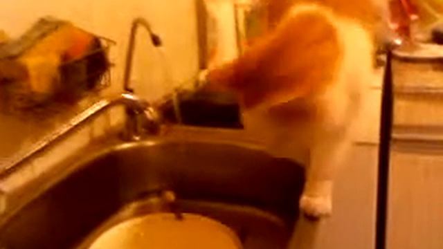 Кот пьёт из крана смотреть онлайн