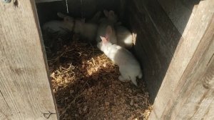 Кролики Панон белый, прибавление в хозяйстве.?????