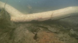 Как? Ловля щуки с берега осенью.