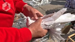 Птичий рынок г. Ташкент - ГОЛУБИ (17.04.2021) / Uzbek Pigeons