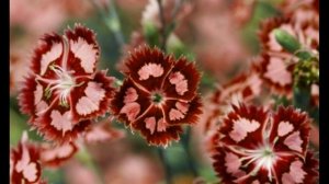 Не дай нам, Бог, когда-нибудь