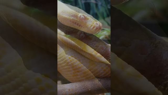 Amelanistic Morelia Spilota (Albino Carpet Python)