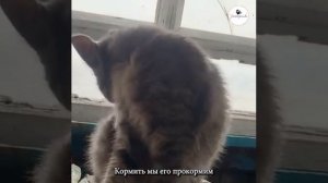 Серый котик пришёл на дачу погреться