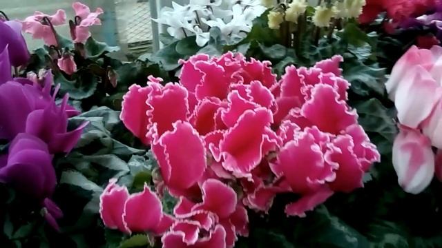 Цикламен. (Cyclamen) Цветение цикламенов 2018г