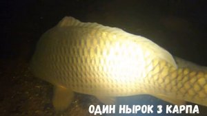 Подводная охота на карпа. Нарвались на стаю сазанов.