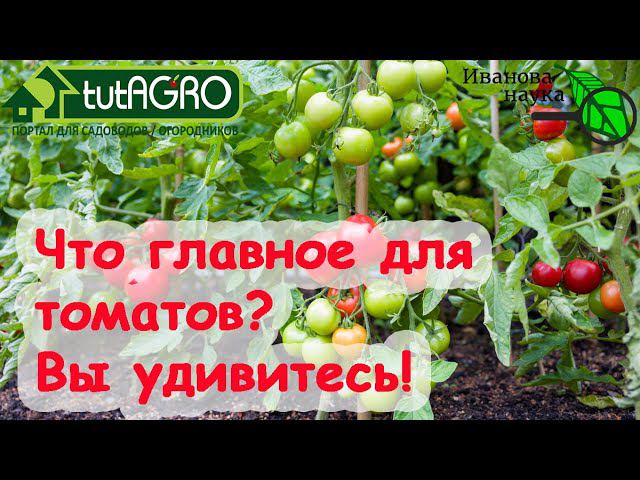 СЕКРЕТЫ УРОЖАЯ ТОМАТОВ: от А до Я. Как добиться большого урожая  без больших затрат средств и труда.