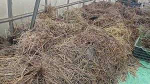 ДЕЛАЕМ ВЫСОКИЕ КАРКАСНЫЕ ГРЯДКИ ИЗ КОЗЬЕЙ ПОДСТИЛКИ