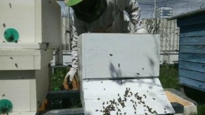 Пчеловодство 30. Переселение пчел из 6-ти рамочников в многокорпусные улья