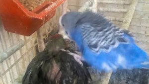 10 ноября 2016 г.какарик болеет.вид больного попугая.7