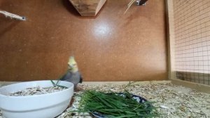 Зелень для попугаев корелла | Кореллы едят траву