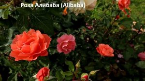 Плетистые РОЗЫ - самые здоровые сорта с высокой энергией роста, красивыми цветами, обильно цветущие