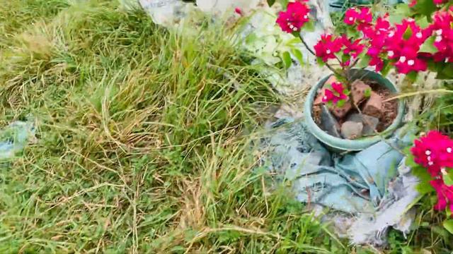 Bougainvillea tour Part 2.. смотреть онлайн