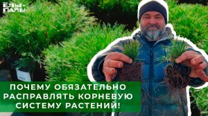 Почему обязательно прочёсывать корневую систему растений! Практика питомника "ЁЛЫ-ПАЛЫ"