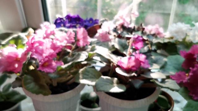 Пока хозяйка в отпуске 2.06.2022 смотреть онлайн