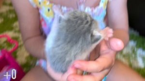 Маленькие милые котята мяукают, Яна кормит котят молоком и проверяет их здоровье.