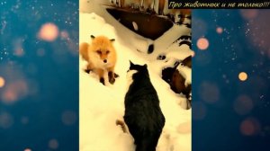 КОТ против ЛИСЫ! Кто кого...