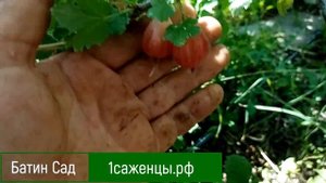 Крыжовник Пакс