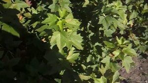 Черная смородина. Солнечный ожог.