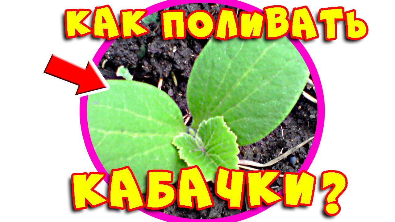 Секреты выращивания кабачков. Выращивание кабачков в открытом грунте. Как поливать кабачки