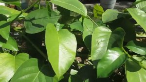 Passiflora quadrangularis ( Гигантская гранадилла)