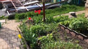 Посадка картофеля в мешках. Часть 1