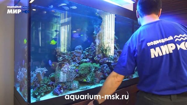 Зебрасома и рыбки хирурги в морском аквариуме смотреть онлайн