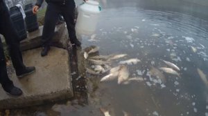 Зарыбление пруда в Дюковском Парке. Карп, карась - более 200? килограмм рыбы выпускаем в пруд!