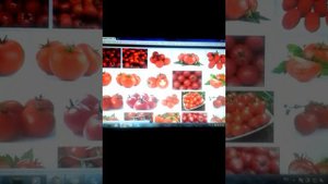 Что любят помидоры ( дачные хитрости )