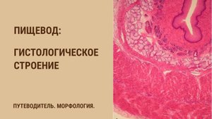 Пищевод. Гистологическое строение