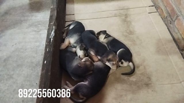 Продажа щенков Русской гончей!
