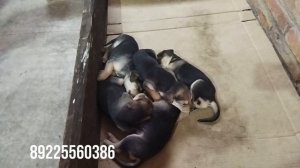 Продажа щенков Русской гончей!