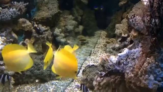 Зебрасома парусная желтая смотреть онлайн