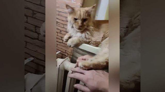 Коту повезло с прислугой ?