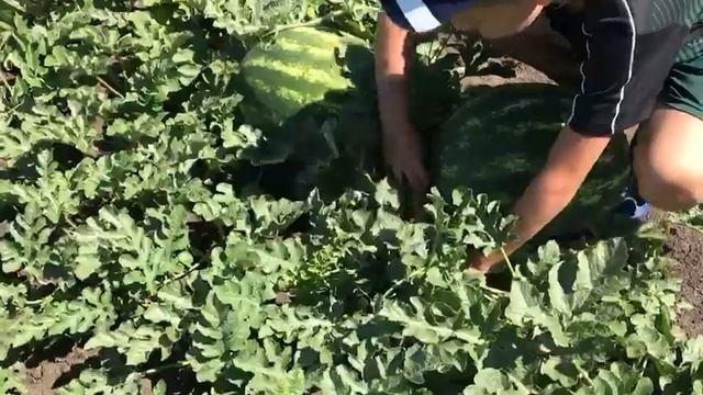 Арбуз Гризли F1. Краснодарский край. смотреть онлайн