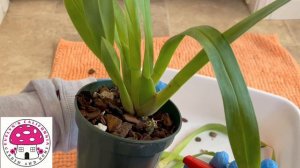 Miltoniopsis Care Tips| Cleaning Up my Miltoniopsis