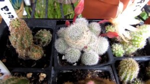 My Rebutia heliosa x albiflora ' Sunrise' Cactus Plant in beautiful Bud & Bloom